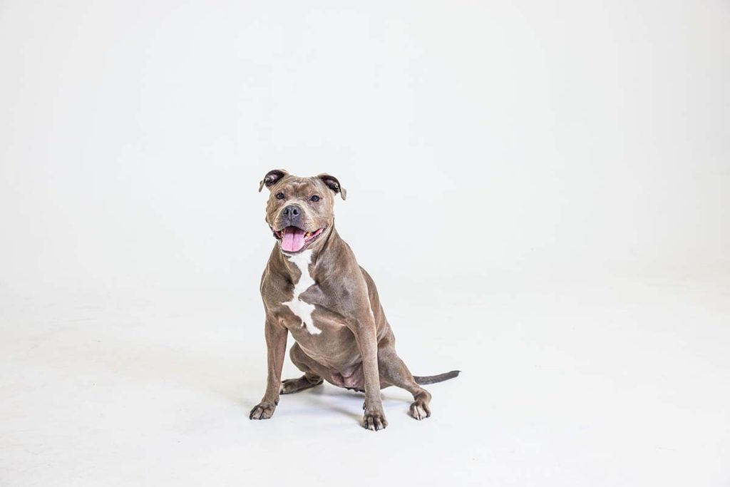 pittie portrait