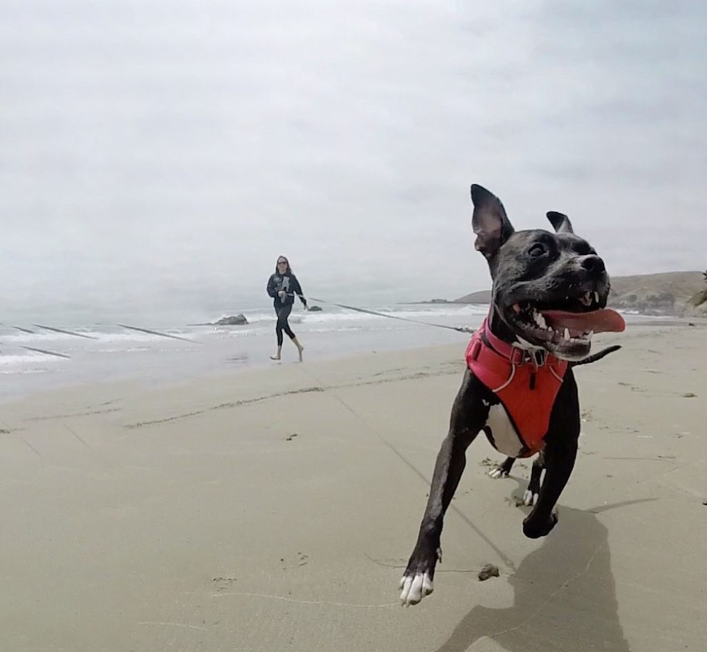 happy dog at beach