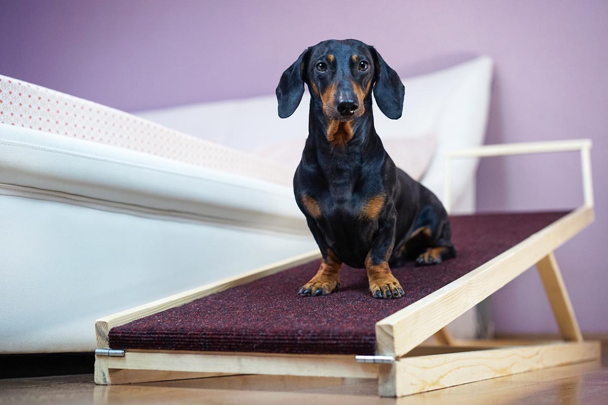 How to Help a Dog With Arthritis at Home