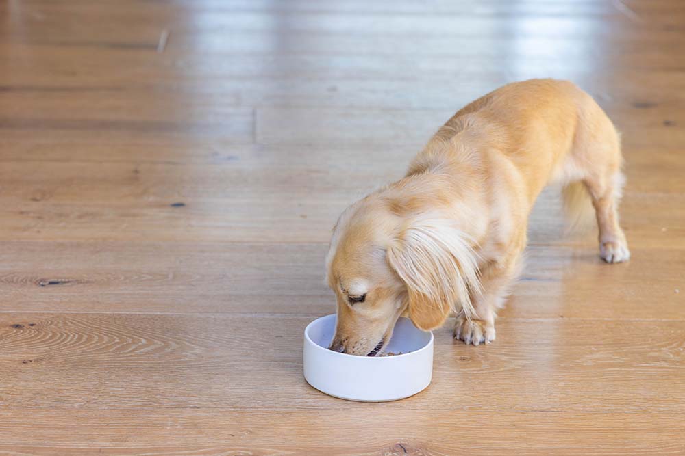 doxie eating from food bowl
