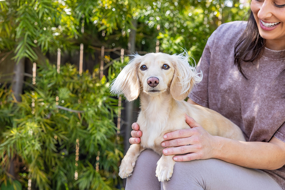Dachshund Health Issues: What Pet Owners Need to Know