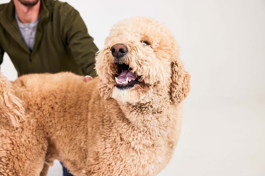 doodle dog